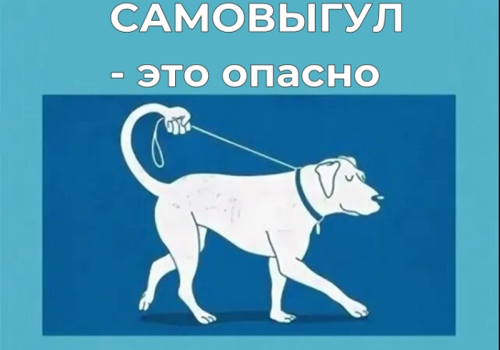 Бездомный или на самовыгуле?