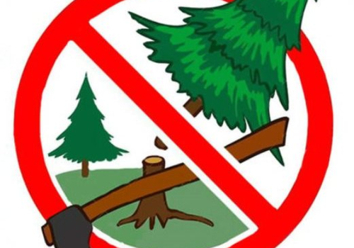 В лесу родилась елочка, пусть там она живет