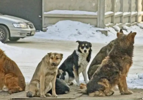 «Бродячая» проблема